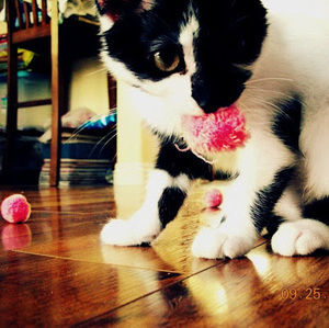 Meet your Posher, Jane